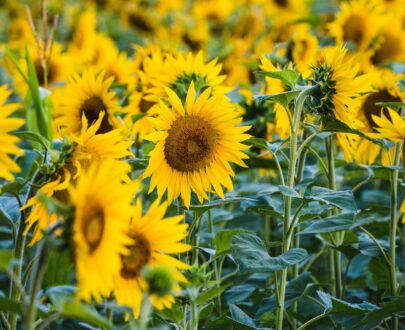 Le tournesol