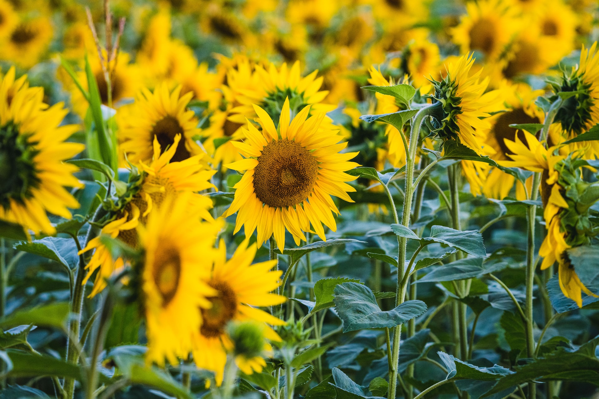 Le tournesol