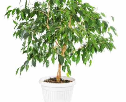 Le Ficus