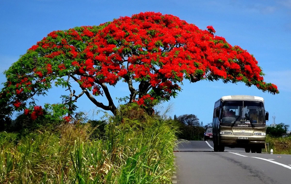 Flamboyant – Image 2