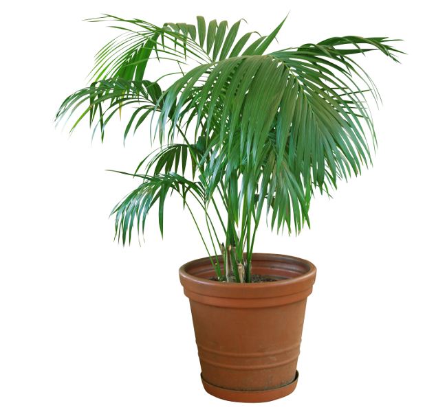Le Palmier kentia