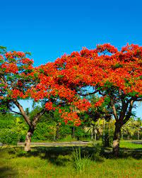 Flamboyant – Image 3