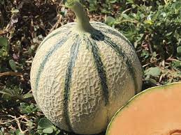 Melon charentais Kenavo F1 – Image 3