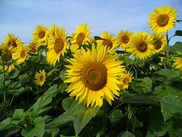 Le tournesol – Image 4