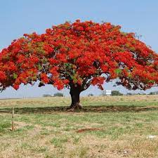 Flamboyant – Image 4