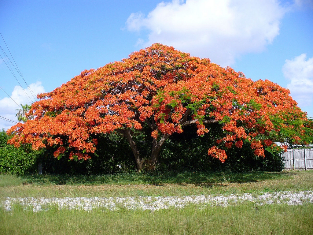 Flamboyant – Image 5