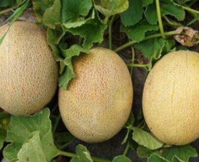 Melon Tracey F1