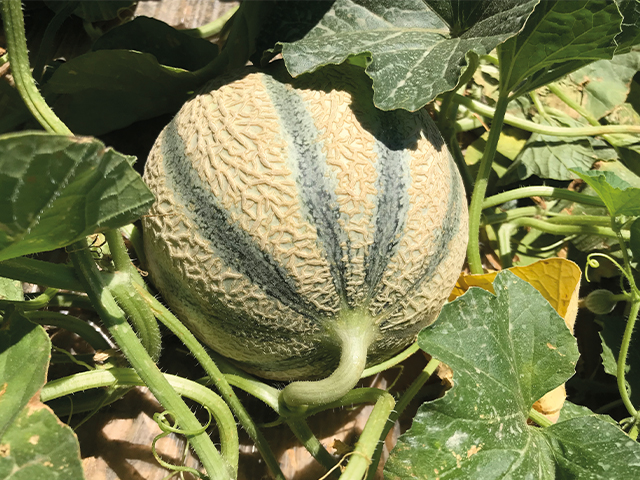 Melon charentais Kenavo F1 – Image 2