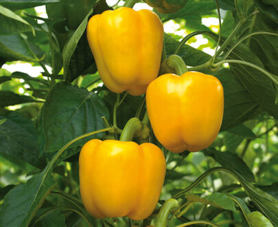 Poivron orange Tabor F1