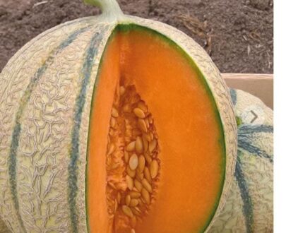 Melon charentais Kenavo F1