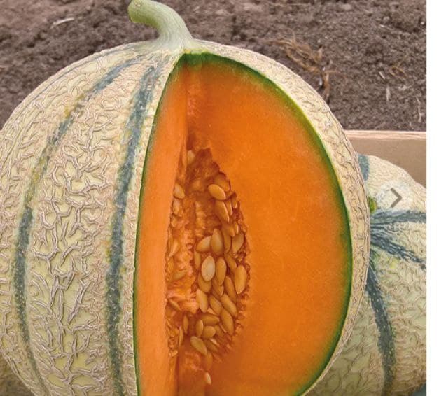 Melon charentais Kenavo F1