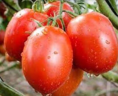 Tomate paipai F1