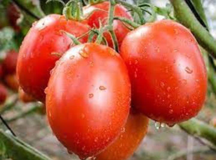 Tomate paipai F1