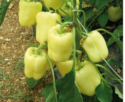Poivron Vedrana F1