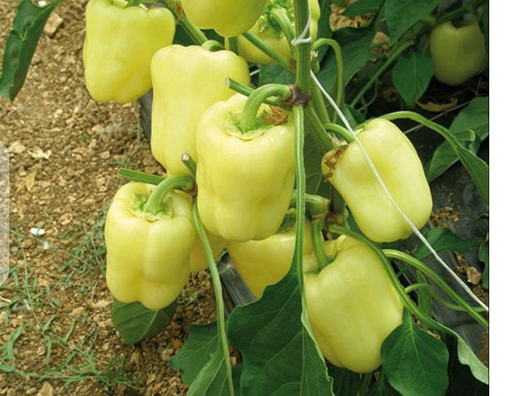 Poivron Vedrana F1