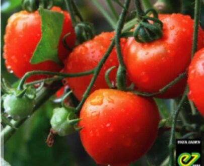 Tomate randah F1