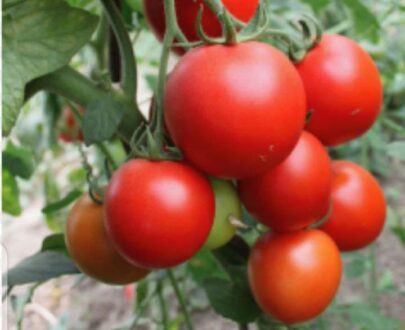 Tomate Kubwa F1