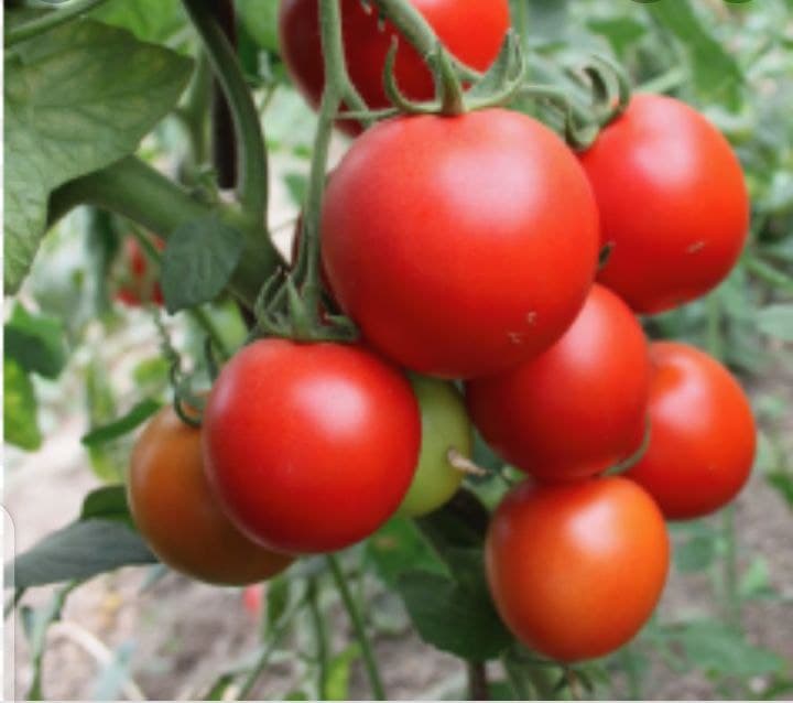 Tomate Kubwa F1