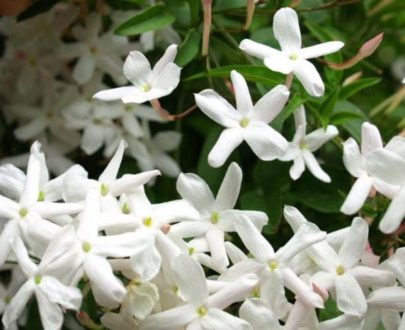 Jasmin