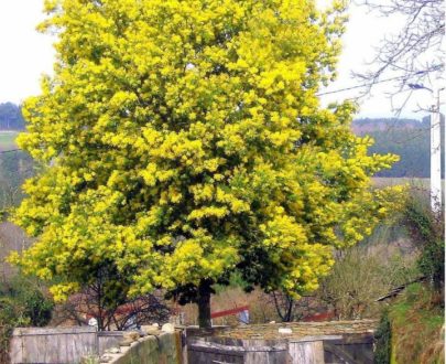 L'acacia jaune