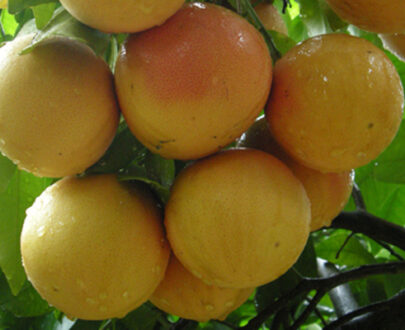 Le pomelo