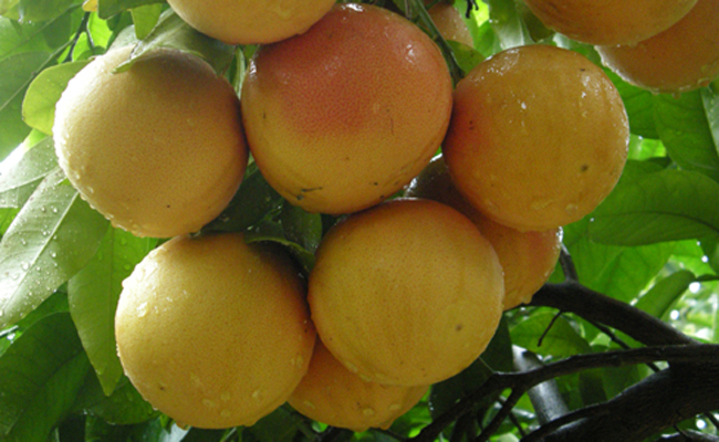 Le pomelo
