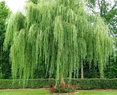 Saule pleureur