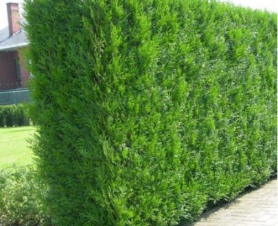 Le Sapin Thuya