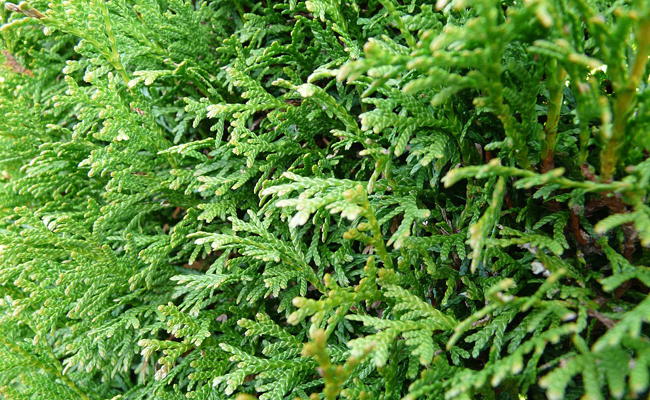 Le Sapin Thuya – Image 2