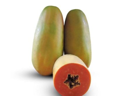 Semences de Papayers Nains Adonia